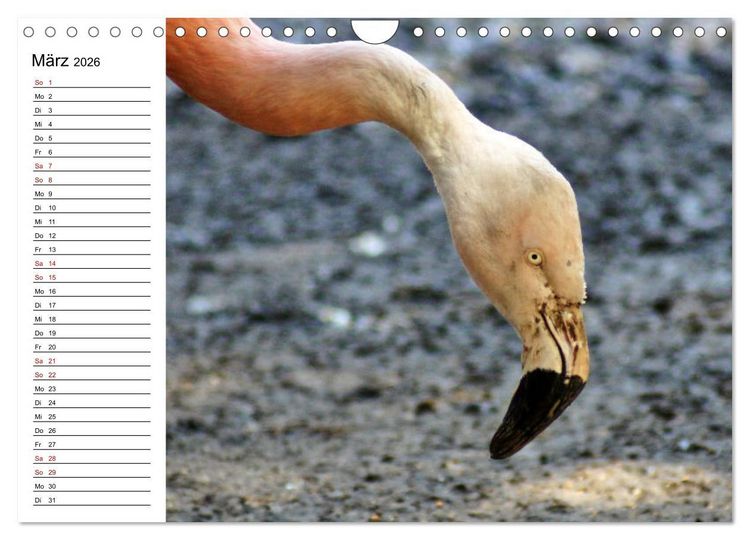 Produktbild: Elegante Flamingo (Wandkalender 2026 DIN A4 quer), CALVENDO Monatskalender