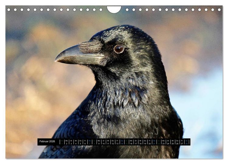 Produktbild: Rabenhafte Momente! (Wandkalender 2026 DIN A4 quer), CALVENDO Monatskalender