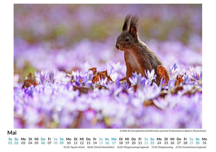 Produktbild: Tiere in der Natur