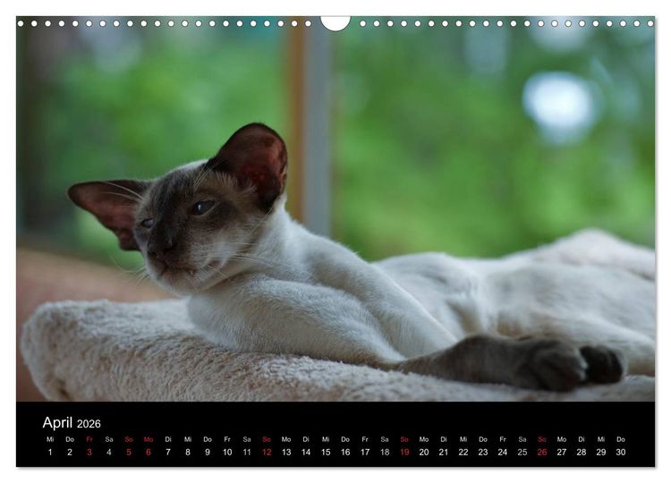 Produktbild: Orientalische Katzen (Wandkalender 2026 DIN A3 quer), CALVENDO Monatskalender