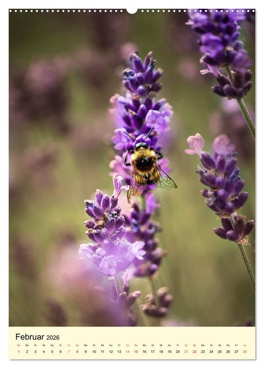 Produktbild: Provence Lavendel Paradies (Wandkalender 2026 DIN A2 hoch), CALVENDO Monatskalender