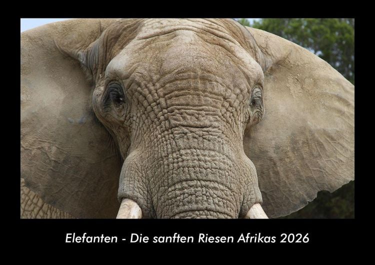 Produktbild: Elefanten - Die sanften Riesen Afrikas 2026 Fotokalender DIN A3