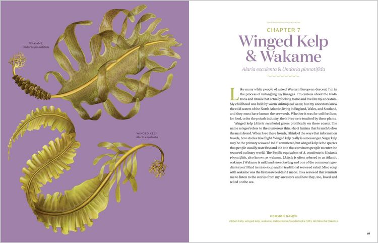 Produktbild: Edible & Medicinal Seaweeds