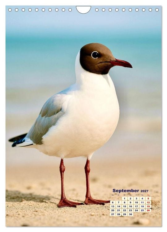 Produktbild: Seev&ouml;gel an der Nordsee (Wandkalender 2027 DIN A4 hoch), CALVENDO Monatskalender