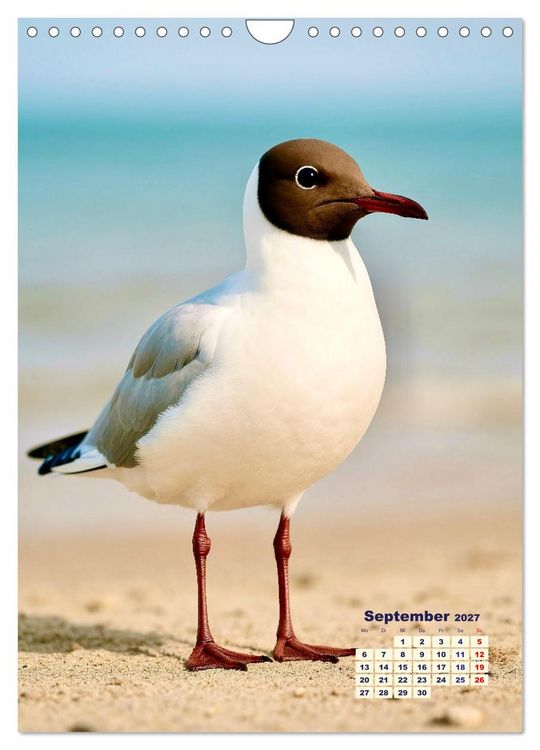 Produktbild: Seev&ouml;gel an der Nordsee (Wandkalender 2027 DIN A4 hoch), CALVENDO Monatskalender