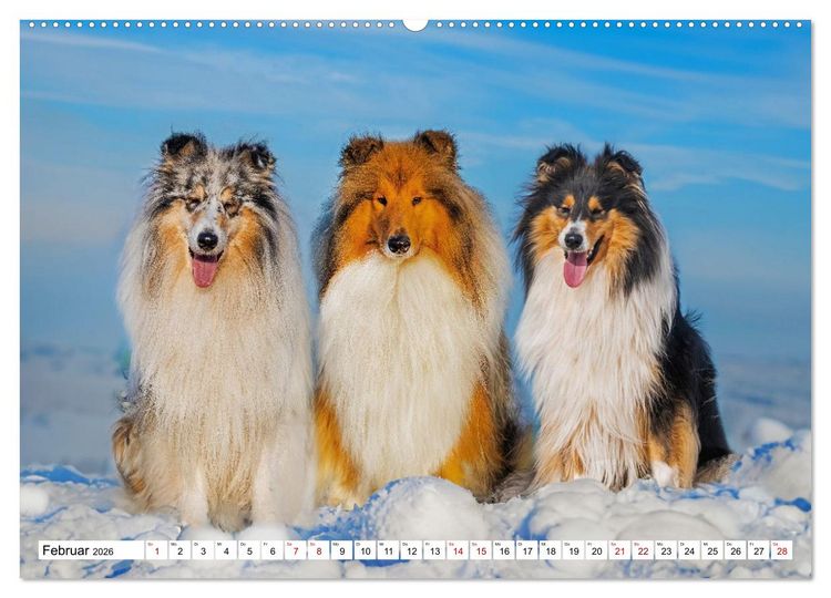 Produktbild: Traumhund Collie - Mein bester Freund (hochwertiger Premium Wandkalender 2026 DIN A2 quer), Kunstdruck in Hochglanz