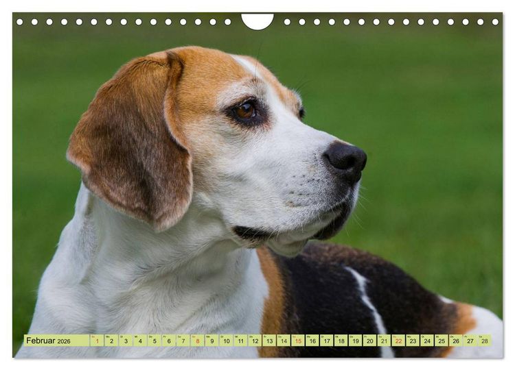 Produktbild: Beagle - Herz auf 4 Pfoten (Wandkalender 2026 DIN A4 quer), CALVENDO Monatskalender