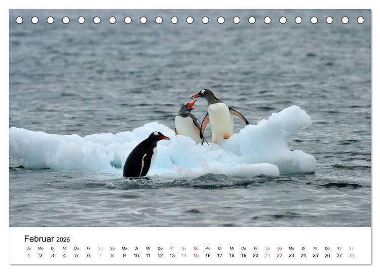 Produktbild: Im Reich der Pinguine (Tischkalender 2026 DIN A5 quer), CALVENDO Monatskalender