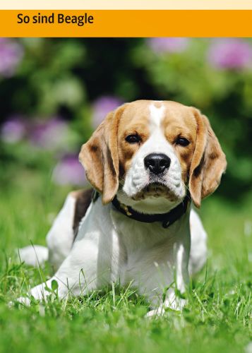 Produktbild: Beagle