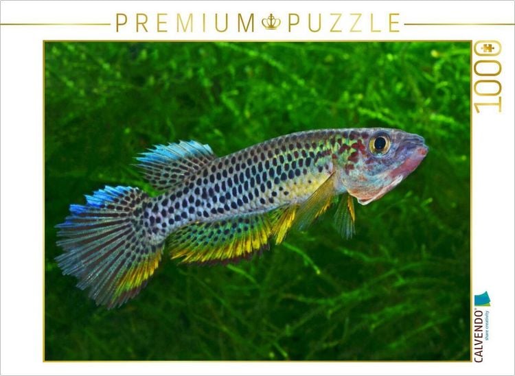Produktbild: CALVENDO Puzzle Epiplatys esekanus - Kamerun | 1000 Teile Lege-Gr&ouml;&szlig;e 64x48cm Foto-Puzzle f&uuml;r gl&uuml;ckliche Stunden