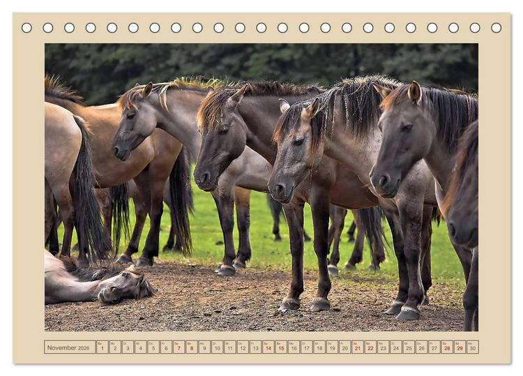 Produktbild: D&uuml;lmener Wildpferde im M&uuml;nsterland (Tischkalender 2026 DIN A5 quer), CALVENDO Monatskalender
