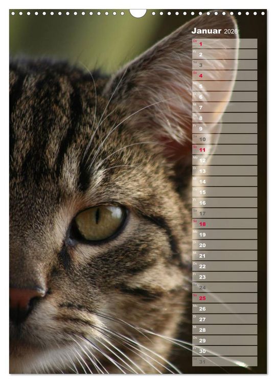 Produktbild: Hauskatzen (Wandkalender 2026 DIN A3 hoch), CALVENDO Monatskalender