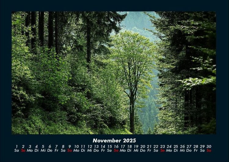 Produktbild: Waldzauber 2025 Fotokalender DIN A4