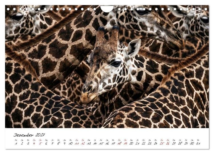 Produktbild: Better Together - Herdenmomente (Wandkalender 2027 DIN A4 quer), CALVENDO Monatskalender
