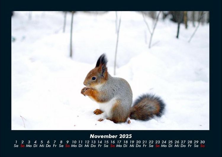 Produktbild: Waldbewohner 2025 Fotokalender DIN A4