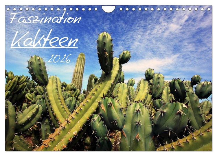 Produktbild: Faszination Kakteen (Wandkalender 2026 DIN A4 quer), CALVENDO Monatskalender