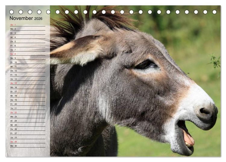 Produktbild: Esel. H&uuml;bsch, klug und flei&szlig;ig (Tischkalender 2026 DIN A5 quer), CALVENDO Monatskalender