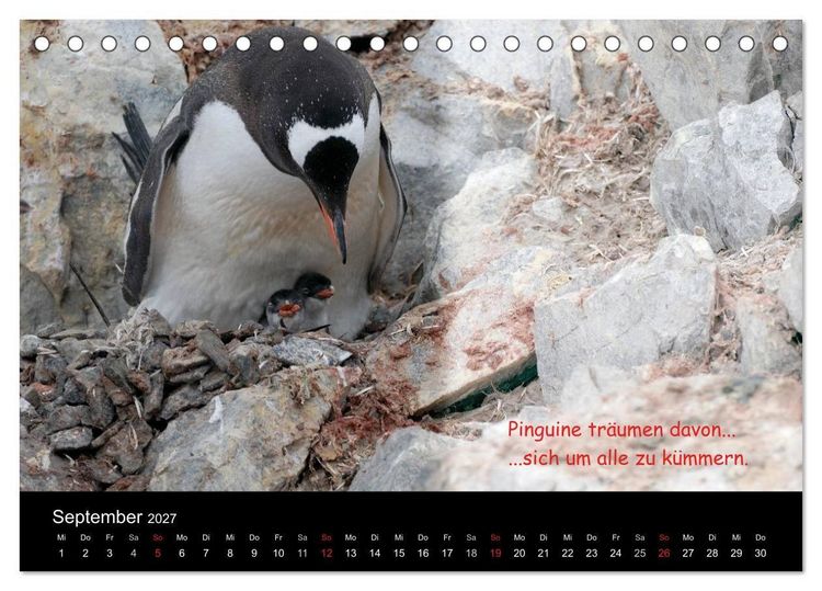 Produktbild: Wovon Pinguine tr&auml;umen (Tischkalender 2027 DIN A5 quer), CALVENDO Monatskalender