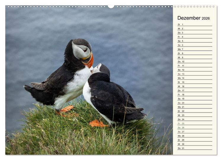 Produktbild: Die Papageientaucher von Island (hochwertiger Premium Wandkalender 2026 DIN A2 quer), Kunstdruck in Hochglanz