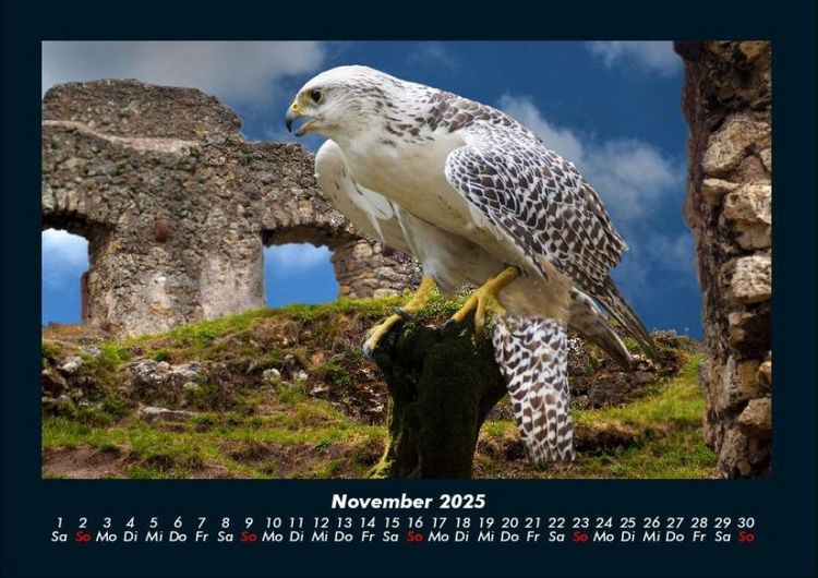 Produktbild: Welt der V&ouml;gel 2025 Fotokalender DIN A4