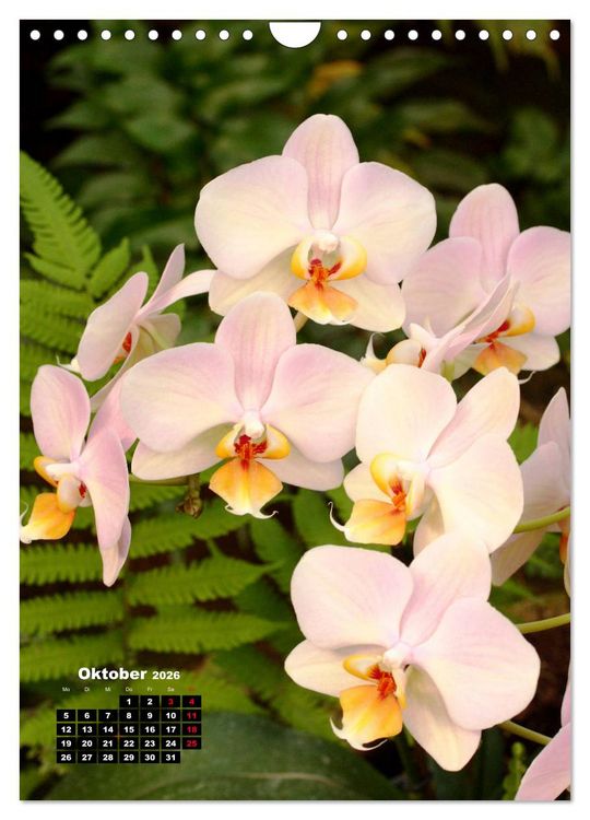 Produktbild: Kleine Orchideensch&auml;tze (Wandkalender 2026 DIN A4 hoch), CALVENDO Monatskalender
