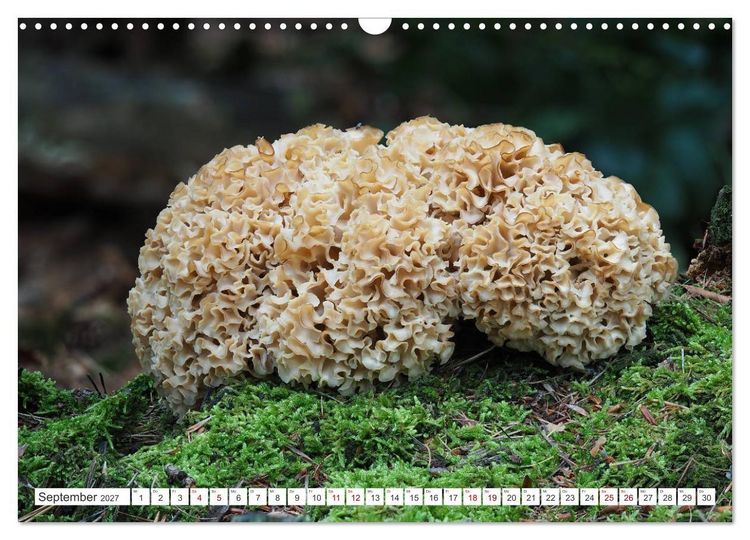 Produktbild: Pilze finden - das ganze Jahr! (Wandkalender 2027 DIN A3 quer), CALVENDO Monatskalender