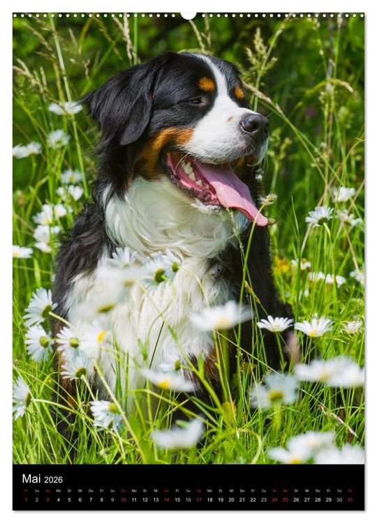 Produktbild: Berner Sennenhund 2026 (hochwertiger Premium Wandkalender 2026 DIN A2 hoch), Kunstdruck in Hochglanz