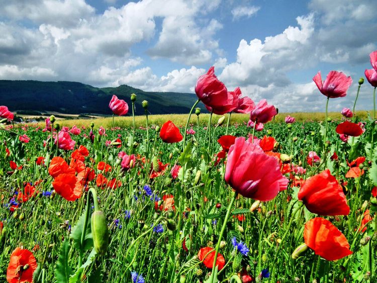 Produktbild: CALVENDO Puzzle Traumhafte Mohnbl&uuml;te in Germerode am Mei&szlig;ner | 1000 Teile Lege-Gr&ouml;&szlig;e 64x48cm Foto-Puzzle f&uuml;r gl&uuml;ckliche Stunden