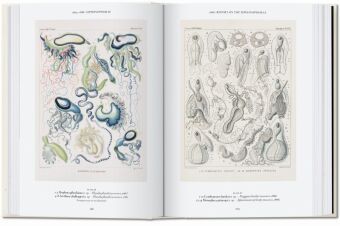 Produktbild: The Art and Science of Ernst Haeckel