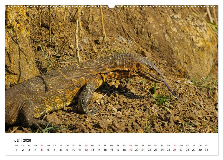 Produktbild: S&uuml;dafrika - Eine beeindruckende Tierwelt (hochwertiger Premium Wandkalender 2026 DIN A2 quer), Kunstdruck in Hochglanz