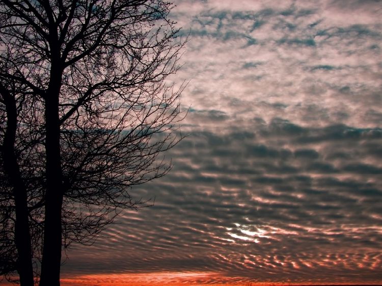 Produktbild: CALVENDO Puzzle Baum im Licht des Abendhimmels | 1000 Teile Lege-Gr&ouml;&szlig;e 64x48cm Foto-Puzzle f&uuml;r gl&uuml;ckliche Stunden
