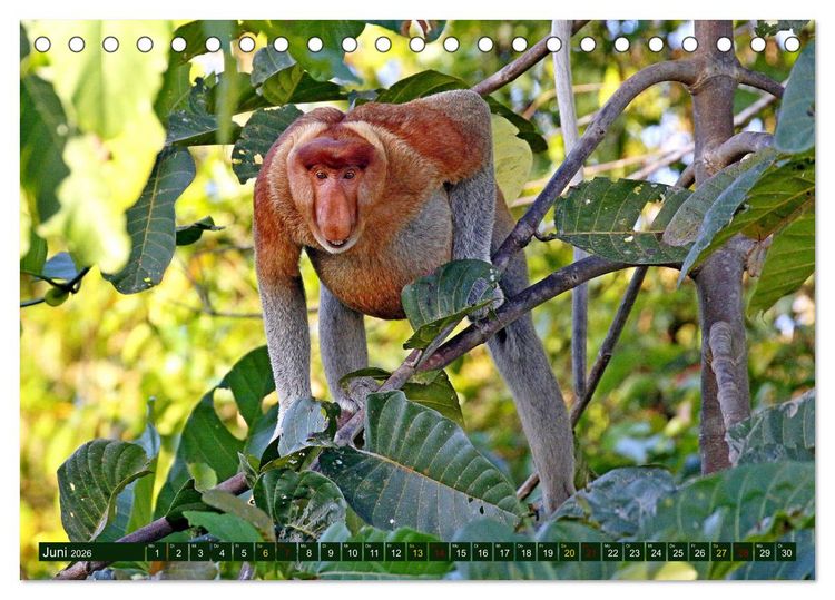 Produktbild: Borneo - Tierparadies Regenwald (Tischkalender 2026 DIN A5 quer), CALVENDO Monatskalender