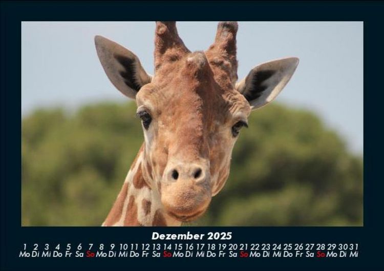 Produktbild: Giraffen 2025 Fotokalender DIN A5