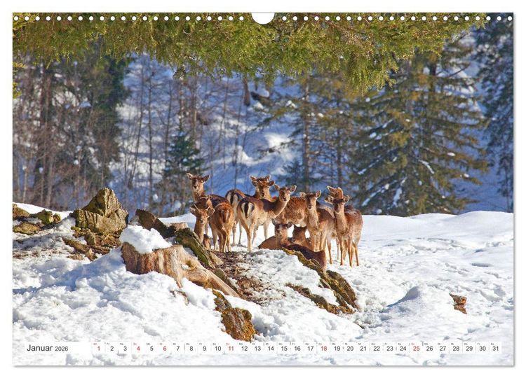 Produktbild: Waidmannsheil und Waidmannsdank (Wandkalender 2026 DIN A3 quer), CALVENDO Monatskalender