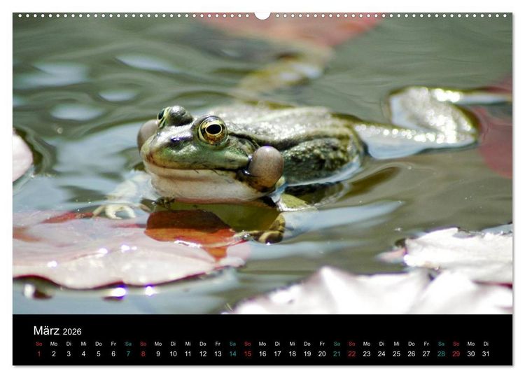 Produktbild: FROSCHBUCH (Wandkalender 2026 DIN A2 quer), CALVENDO Monatskalender