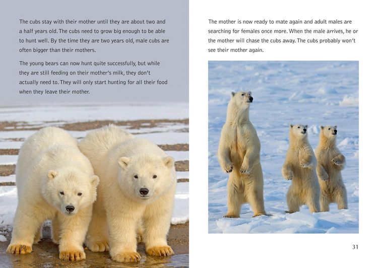 Produktbild: Collins Big Cat - The Life Cycle of a Polar Bear