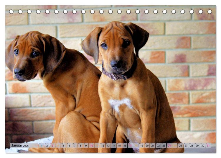 Produktbild: Rhodesian Ridgeback - eine Liebe f&uuml;rs Leben (Tischkalender 2026 DIN A5 quer), CALVENDO Monatskalender