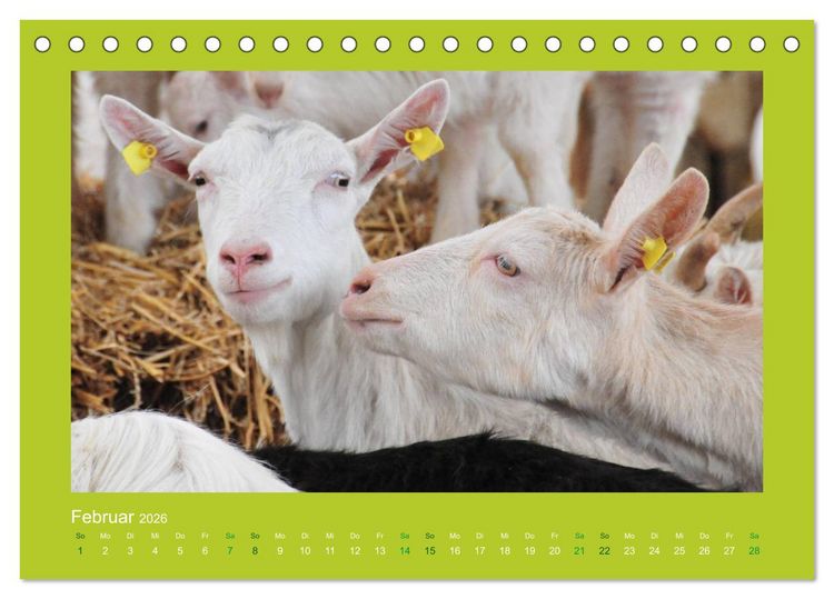 Produktbild: Ziegenkalender 2026 (Tischkalender 2026 DIN A5 quer), CALVENDO Monatskalender