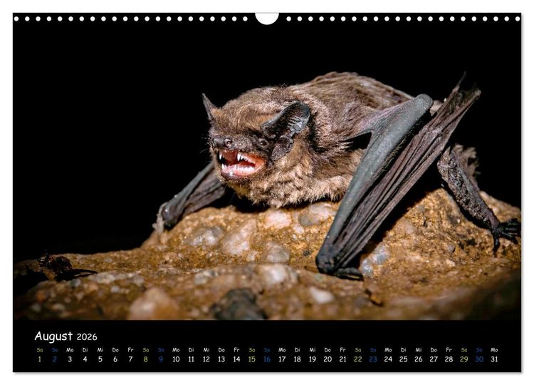 Produktbild: Flederm&auml;use - kleine Vampire (Wandkalender 2026 DIN A3 quer), CALVENDO Monatskalender