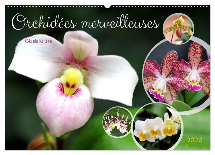 Produktbild: Orchid&eacute;es merveilleuses (Calendrier mural 2026 DIN A2 vertical), CALVENDO calendrier mensuel