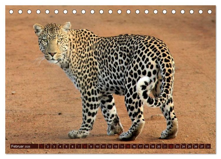 Produktbild: Afrikas wilde Sch&ouml;nheiten (Tischkalender 2026 DIN A5 quer), CALVENDO Monatskalender