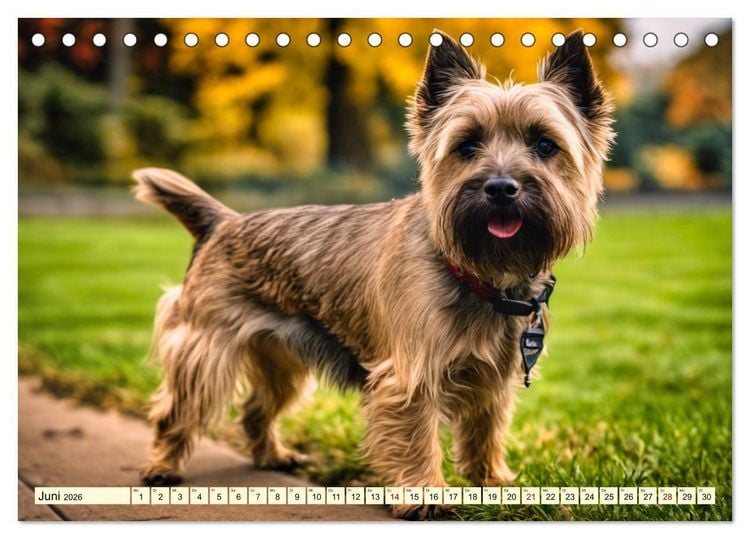 Produktbild: Cairn Terrier - lustiges Raubein aus Schottland (Tischkalender 2026 DIN A5 quer), CALVENDO Monatskalender