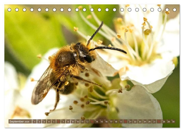 Produktbild: BIENEN - Kleine N&uuml;tzlinge ganz gro&szlig; (Tischkalender 2026 DIN A5 quer), CALVENDO Monatskalender