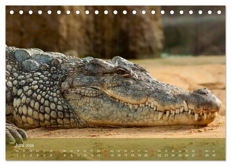 Produktbild: Alligatoren und Co. (Tischkalender 2026 DIN A5 quer), CALVENDO Monatskalender