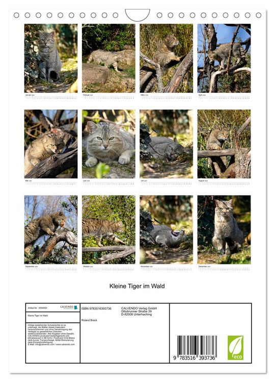 Produktbild: Kleine Tiger im Wald (Wandkalender 2026 DIN A4 hoch), CALVENDO Monatskalender