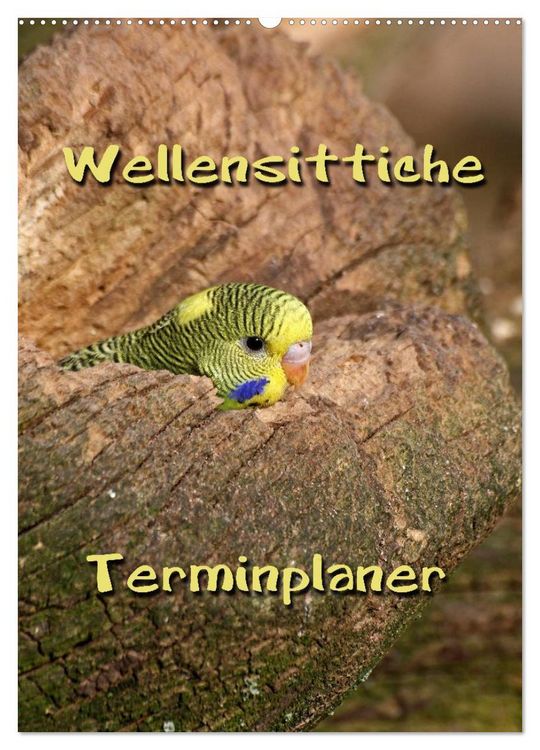 Produktbild: Wellensittiche Terminplaner (Wandkalender 2026 DIN A2 hoch), CALVENDO Monatskalender