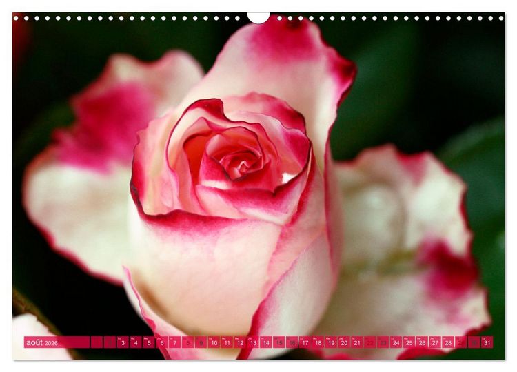 Produktbild: Le moment des roses (Calendrier mural 2026 DIN A3 vertical), CALVENDO calendrier mensuel