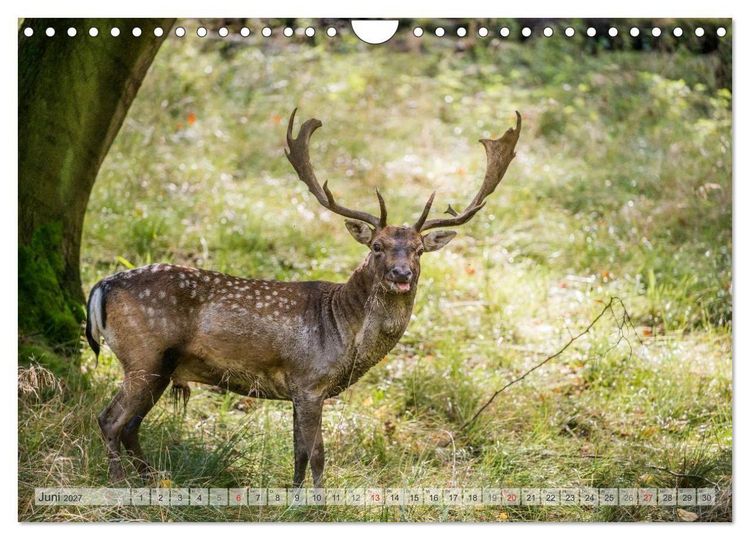 Produktbild: Emotionale Momente: Das Damwild. (Wandkalender 2027 DIN A4 quer), CALVENDO Monatskalender