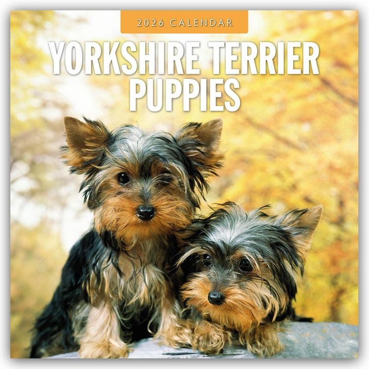 Produktbild: Yorkshire Terrier Puppies – Yorkshire Terrier Hundewelpen 2026 – 16-Monatskalender