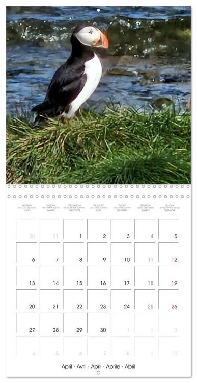 Produktbild: Puffin Pals (Wall Calendar 2026 12 &times; 12 Inch) CALVENDO 12 Month Wall Calendar